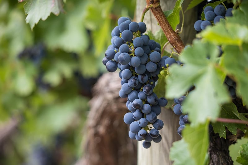 Enchanted Vines