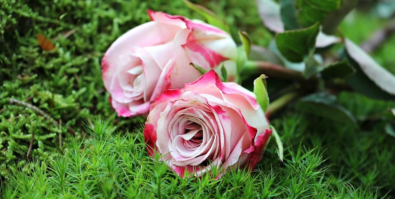 Sorcerous Florals
