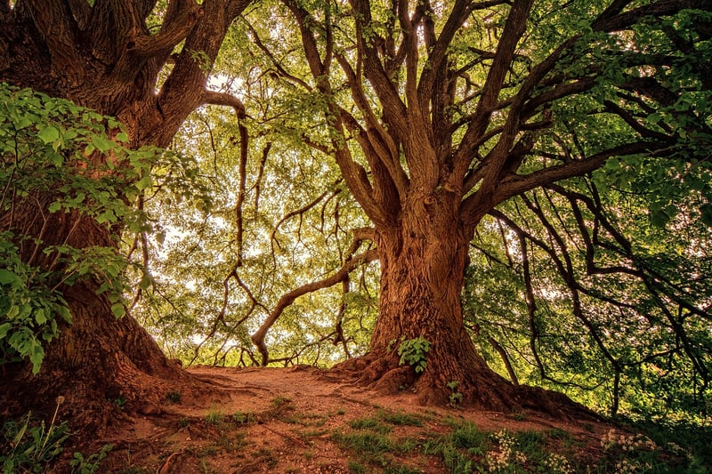 Magic Forest
