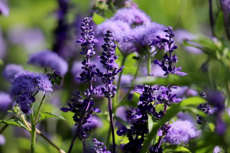 Starlight Sage
